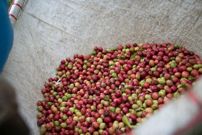 Coffee-Beans-Being-Picked