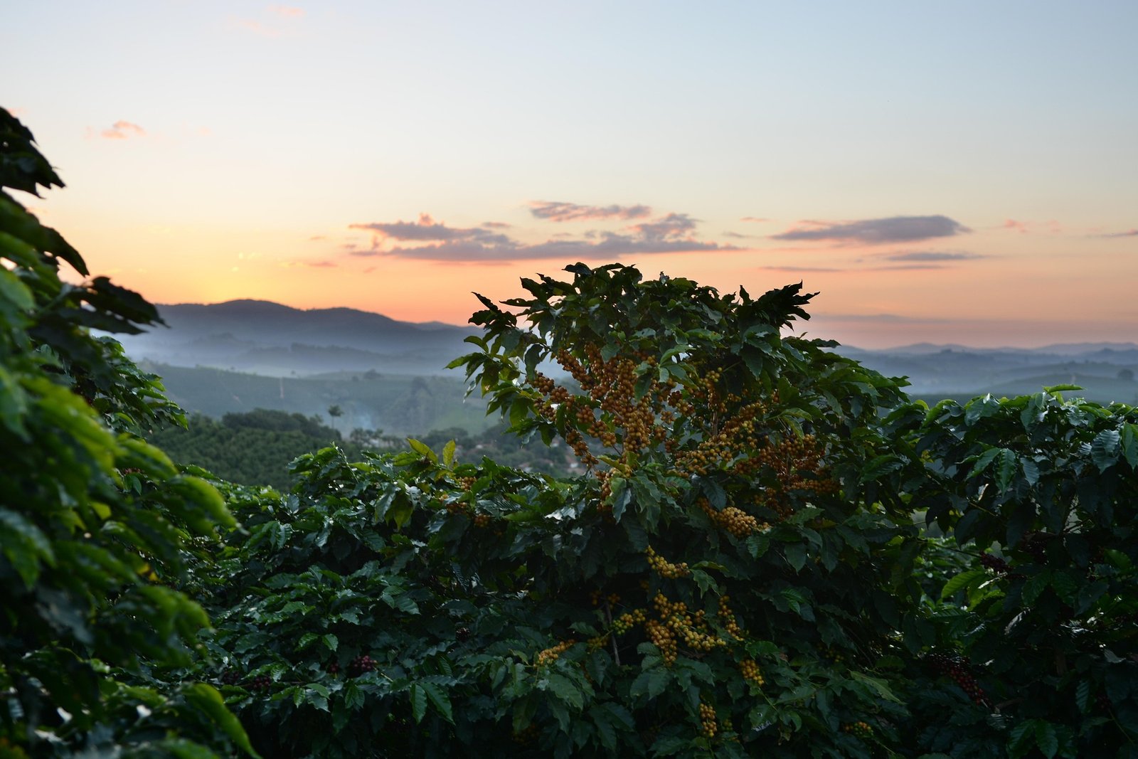 Coffee-Farm-Sunset